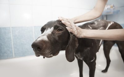 How to Pet-Proof Your Plumbing